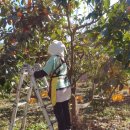 호랭이농장 이미지