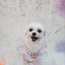 애견미용 이미지