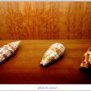 세계조개박물관 이미지