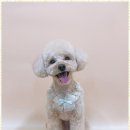 사랑받개 이미지