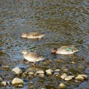 낙동강오리알 이미지