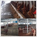 새만금 청보리농장 이미지