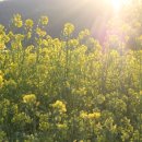 2025 회룡포 봄꽃축제 | 2025년 회룡포마을 봄꽃 축제, 예천 회룡포 유채꽃, 회룡포 청보리, 회룡포 뿅뿅다리, 예천봄꽃가볼만한곳