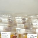 댕글로리 이미지