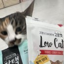 멍냥창고 이미지