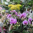 초계꽃식물원 이미지