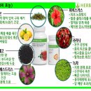 로즈비점핑다이어트 이미지