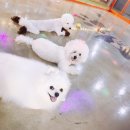 몽이네 애견샵 이미지