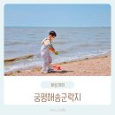 바닷가 | 궁평해송군락지, 아이와 걷기 좋은 바닷가 모래놀이 후기