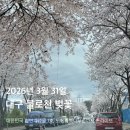 산본1동마을커뮤니티센터 회의실 | 대구 불로천 벚꽃 개화 현황🌸 26.03.31 실시간 후기 + 천연기념물 1호 측백나무숲🌳