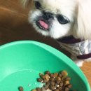 캐비어동물메디컬센터 이미지