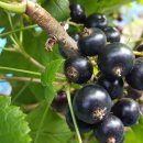 5년 숙성한 블랙커런트효소 할인판매 합니다. 이미지