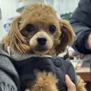 숨사주카페 | 영등포 금사주카페 사주 후기 (강아지 등장🐶)