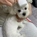 마이하우스퍼피 수원애견미용훈련 | 수원애견훈련 강아지출장교육 방문훈련은 웰독 추천!