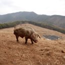 송조농원 이미지