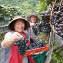 김인수농장 이미지