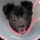 앤(N)고양이병원 이미지