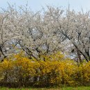 안양천 산책 (봄꽃구경) 이미지