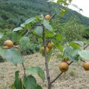 돌배농원 이미지