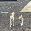 닮다, 담다 153 이미지