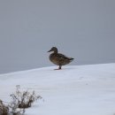 동부반점 이미지