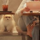 멍푸치노 이미지