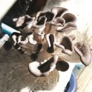 아래농장 이미지