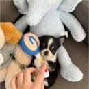 버디독 강아지분양 안심분양센터 시흥점 이미지