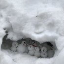 데굴데굴