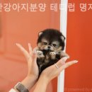 부산강아지분양 테디럽 명지본점 이미지