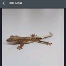 라피스게코 이미지