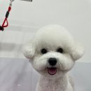 이뻐질개 | 강아지를 위한 1:1 맞춤 케어, 이뻐질개!