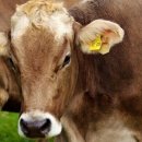 경기농장 이미지