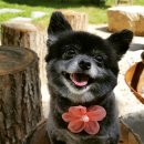 몽이애견 이미지