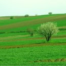 클래식 기타 (B) 이미지