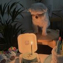 강아지잔칫집 이미지