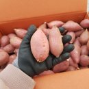 오랜만에 해남 호박고구마&amp;당진 호박고구마 한입사이즈!!! 이미지