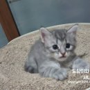 그루밍츄 이미지