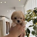 이마트24광주봉선점 | 광주강아지 마마스미독 24시 광주봉선점 직접 다녀온 솔직후기