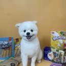 강아지당 이미지