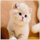 강남고양이분양 호야캣 | 강남고양이분양 호야캣, 귀여운 친구를 찾는 완벽한 장소에요!