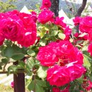 꽃들의 미소 이미지