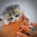 도로시캐터리 이미지