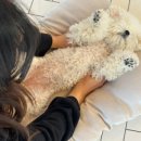 쁘띠댕댕 이미지