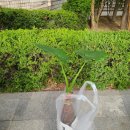 플라워썸