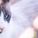 안녕하개 이미지