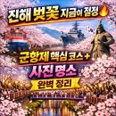 남해-217 | [꽃길여행] 진해 벚꽃 지금이 절정🔥 군항제 핵심 코스 + 사진 명소 완벽 정리 (3월29일)