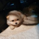 장군이켄넬 이미지