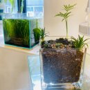 늘푸른 | [공지] 부평 테라리움 원데이 클래스[후기 이벤트-늘푸른 이야기]