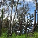 푸른나무 이미지